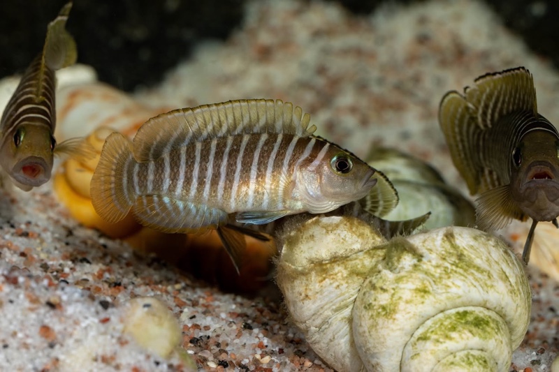 Neolamprologus similis